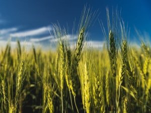 Alimentación - Agricultura, Transmisión de empresas España, transmisión de PYMES España